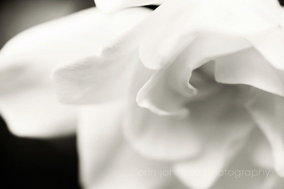 Black and white gardenia flower photography print floral fine art wall decor