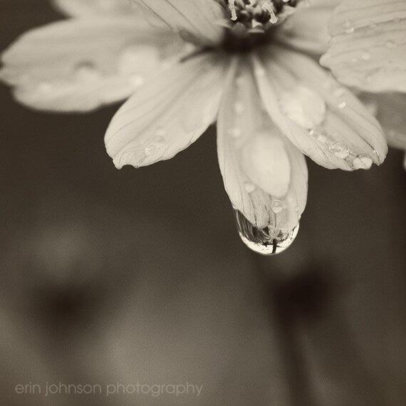 Black and white photograph of a water droplet on a flower with a blurred background.