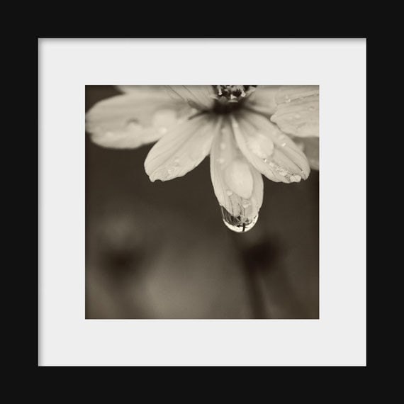 Black and white photograph of a water droplet on a flower with a blurred background.