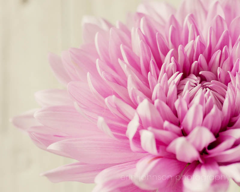 a close up of a pink flower on a white background