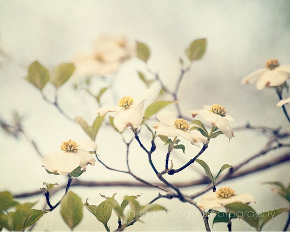 A photograph featuring a dogwood tree with white flowers and green leaves against a blurred background.