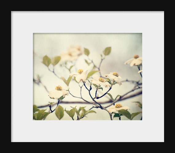 A photograph featuring a dogwood tree with white flowers and green leaves against a blurred background.