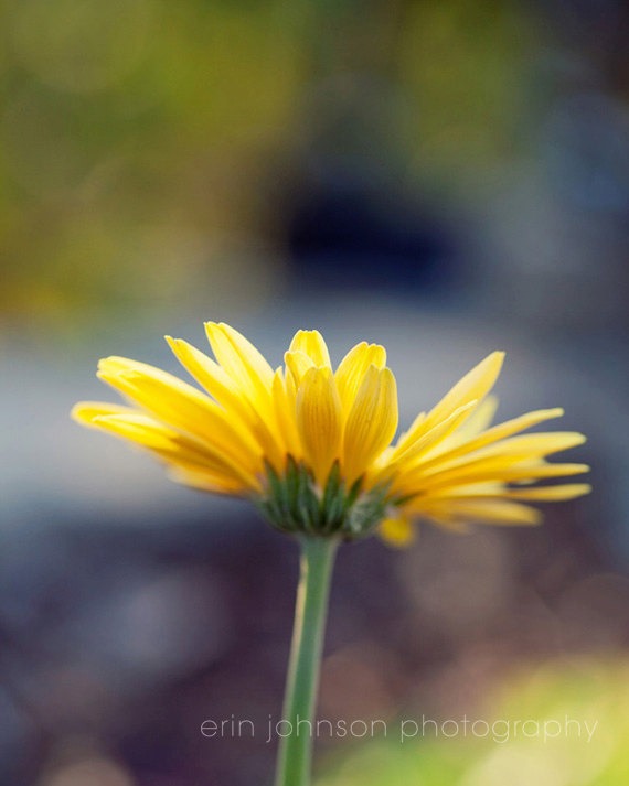 Bokeh in the Daisy Garden