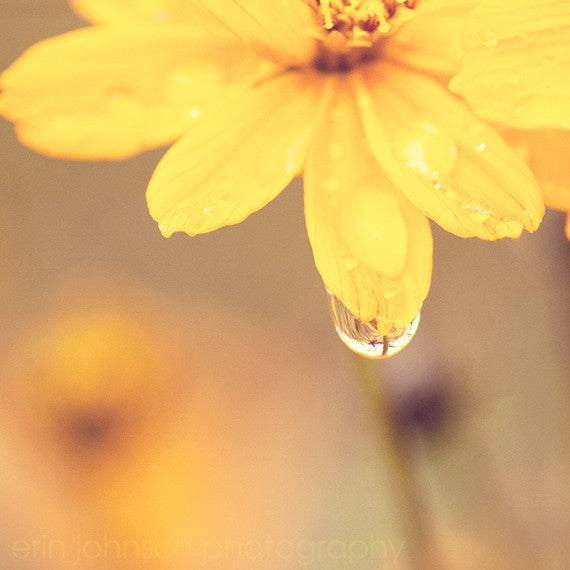 Yellow flower photography print with water droplets, rustic floral wall art