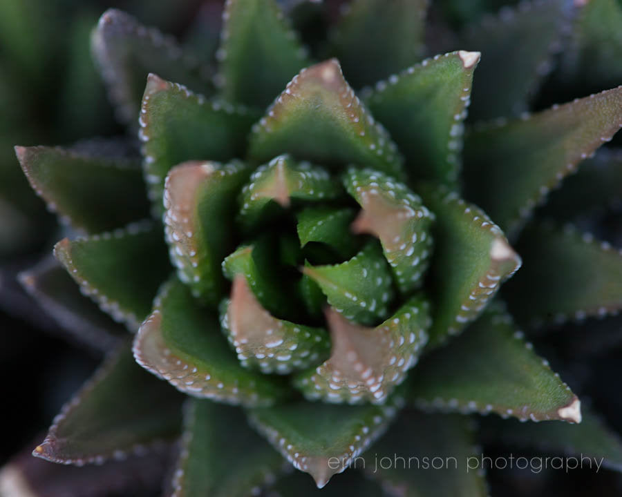 Zebra Succulent | Botanical Nature Photography Print
