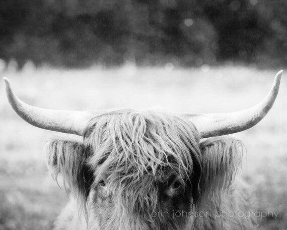 Black and white photograph of a Highland cow with long horns, showing the side profile of the animal against a blurred background.