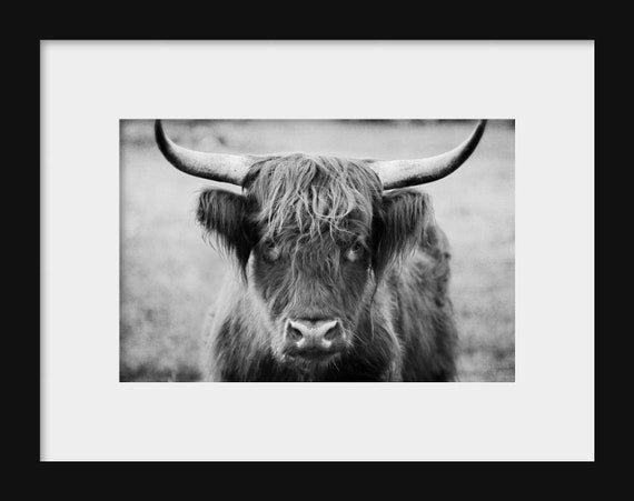 Black and White Highland Cow Photography Print – Rustic Farmhouse Wall Art