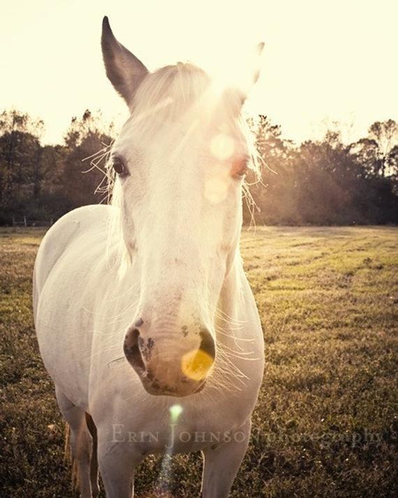 A photography print featuring a close-up of a white horse with a sun flare in the background, indicating a warm and bright atmosphere.