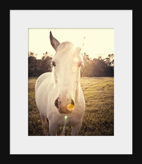 A photography print featuring a close-up of a white horse with a sun flare in the background, indicating a warm and bright atmosphere.