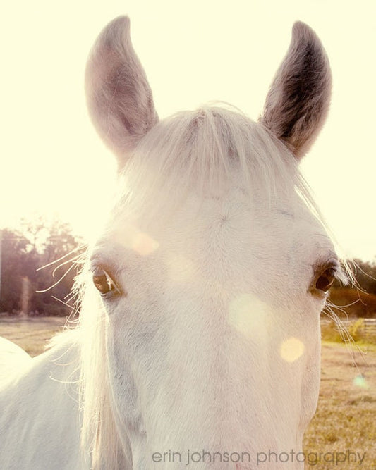 a close up of a white horse in a field