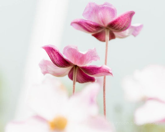 a close up of two pink flowers on a white background