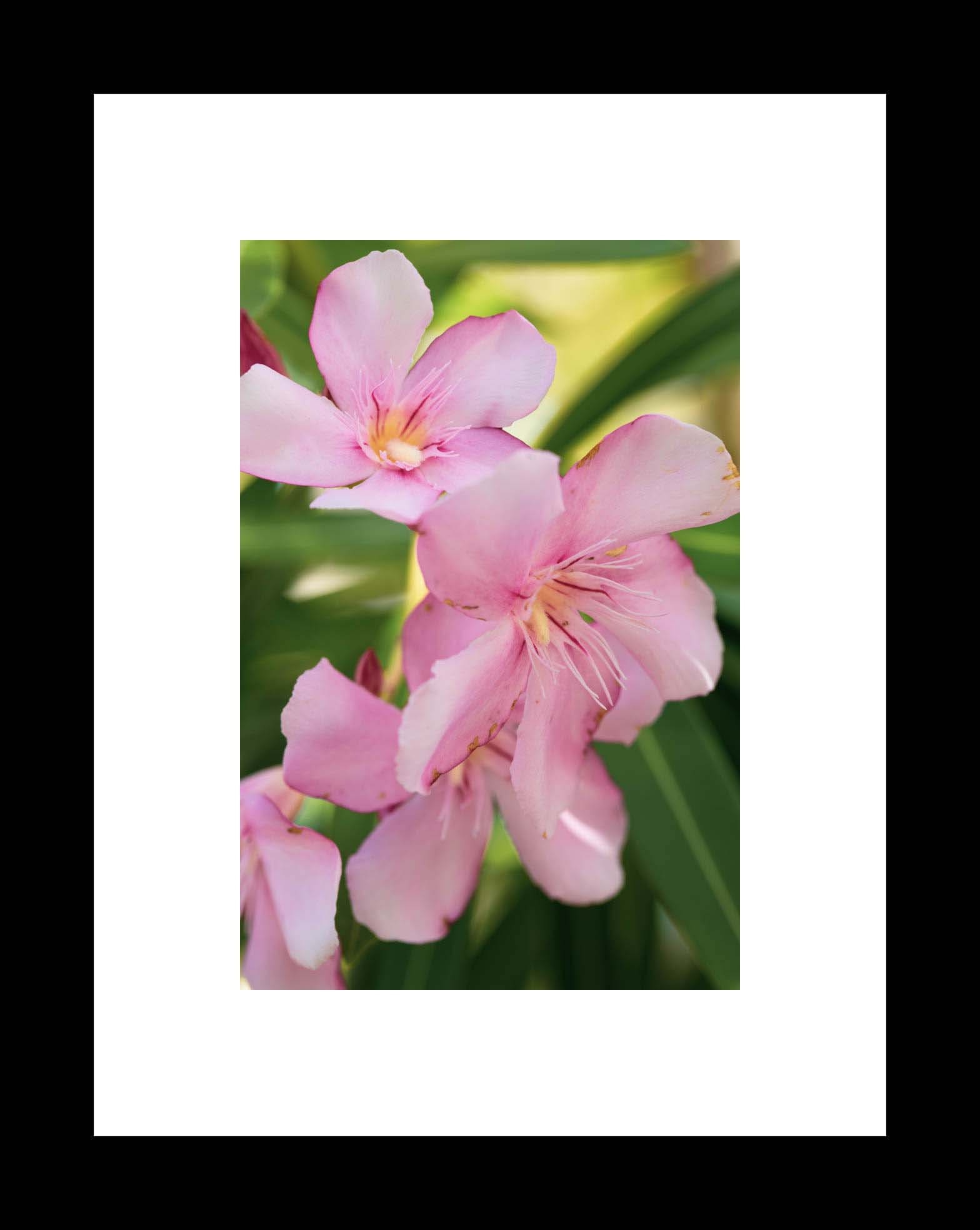 Pink Oleander Flower Photography Print, Botanical Gallery Canvas or Unframed Photo, Nature Wall Art - eireanneilis