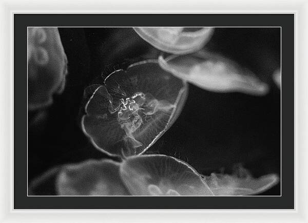 Jellyfish in Black and White I | Framed Print | Marine Photography Wall Art