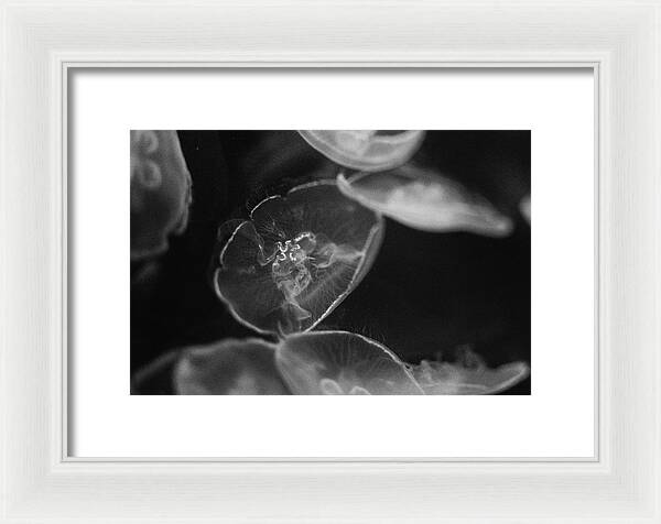 Jellyfish in Black and White I - Framed Print