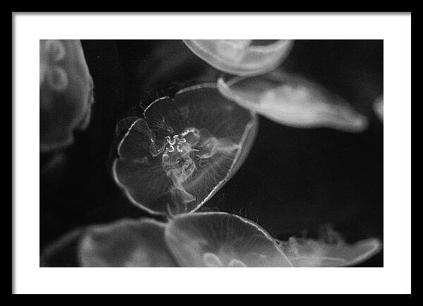 Jellyfish in Black and White I - Framed Print
