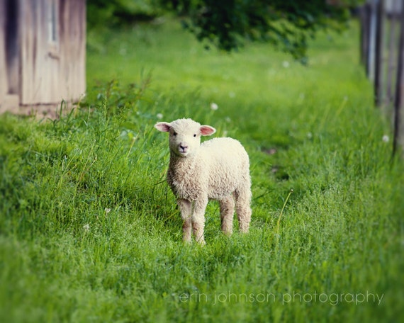 A canvas print featuring a baby lamb in a green field, with a rustic barn background.