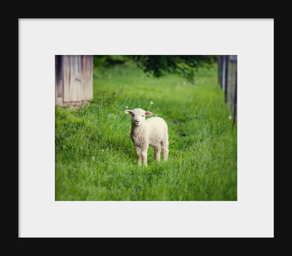 A canvas print featuring a baby lamb in a green field, with a rustic barn background.