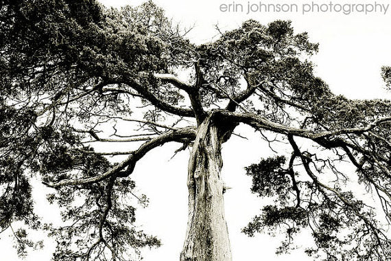 Black and white photograph of a crooked tree with a blurred background of greenery.
