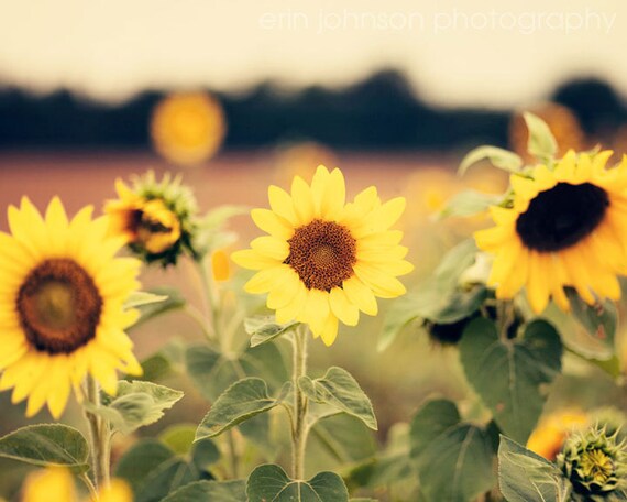 A photograph featuring a field of yellow sunflowers with green leaves and a rustic background.
