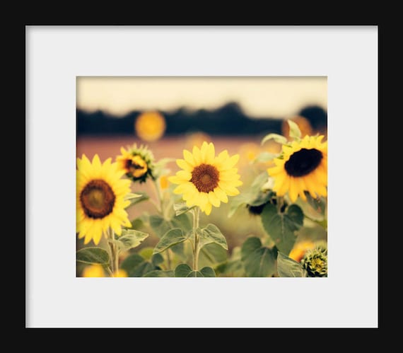 A photograph featuring a field of yellow sunflowers with green leaves and a rustic background.