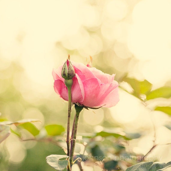 A close-up photograph of a single pink rose with a blurred background.