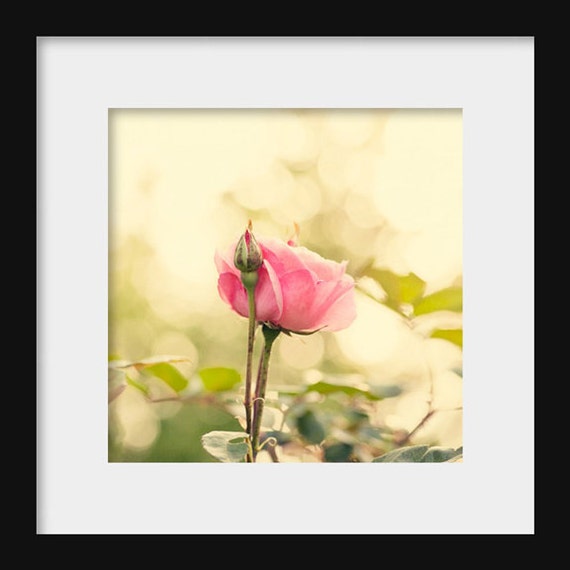 A close-up photograph of a single pink rose with a blurred background.