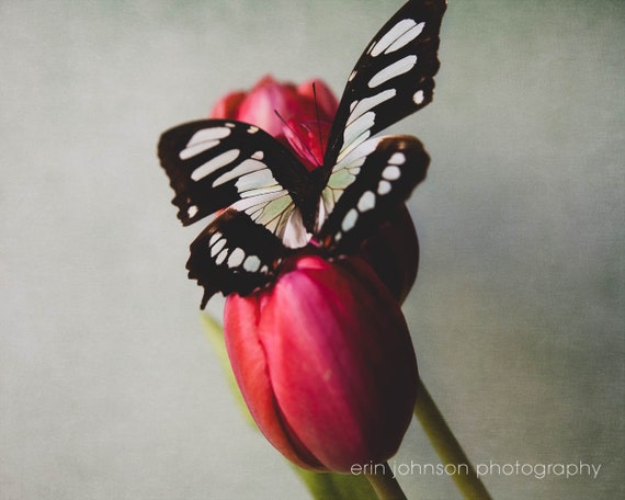 A close-up photograph of a butterfly with black and white wings resting on a pink tulip flower