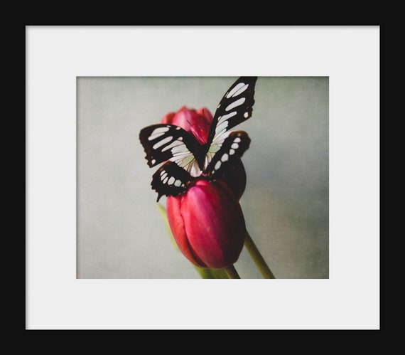 A close-up photograph of a butterfly with black and white wings resting on a pink tulip flower