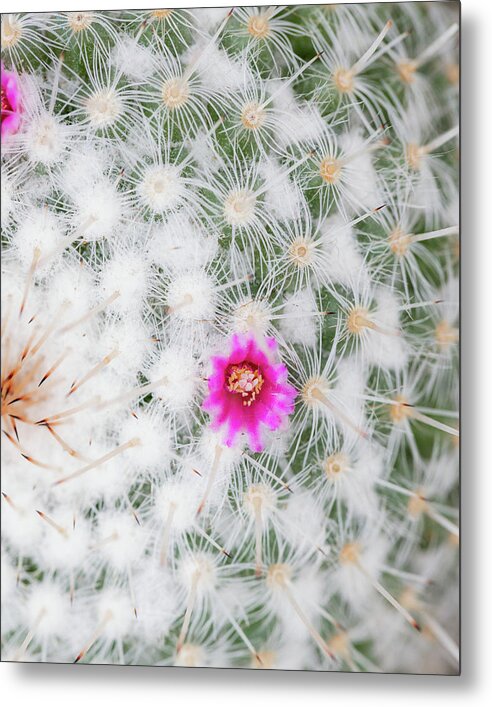 A metal print featuring a close-up of a cactus with a pink flower, framed in green and brown tones.