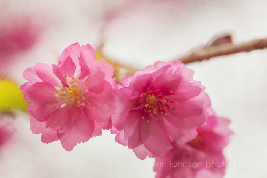Close-up of pink cherry blossoms in bloom – spring floral photography wall art print.