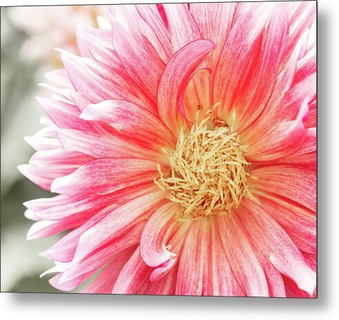 A closeup metal print of a pink dahlia flower