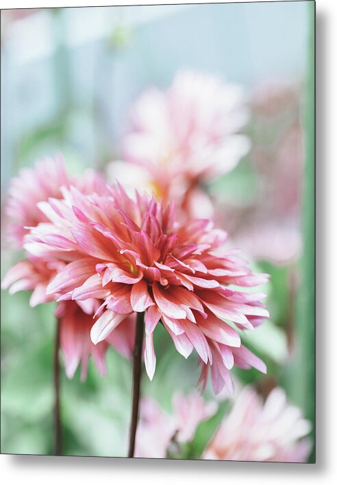 Metal Wall Art Pink Dahlia – High Gloss Aluminum Print with Wood Frame