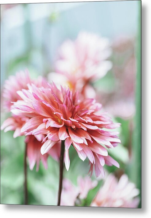 Elevate your artwork with a Pink Dahlia metal print by Erin Johnson. Printed on aluminum for vibrant colors and added depth.