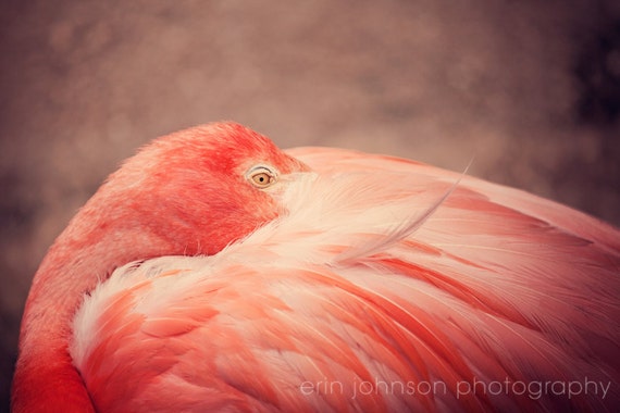 Pink flamingo photography print of a resting bird – framed wall print or canvas wall art for nursery decor and animal photography lovers.