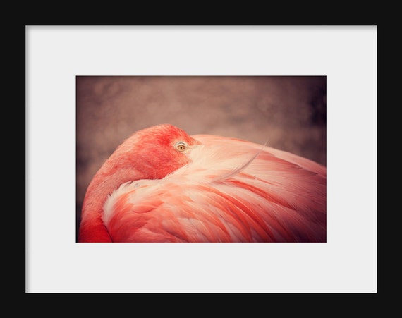 Pink Flamingo Photography Print – Bird Wall Art, Nursery & Animal Home Decor