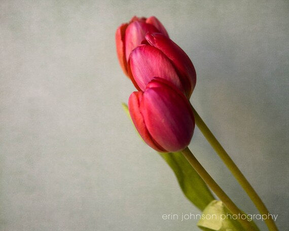A photograph of two pink tulips in bloom, with a soft focus on the flowers and a light grey background.