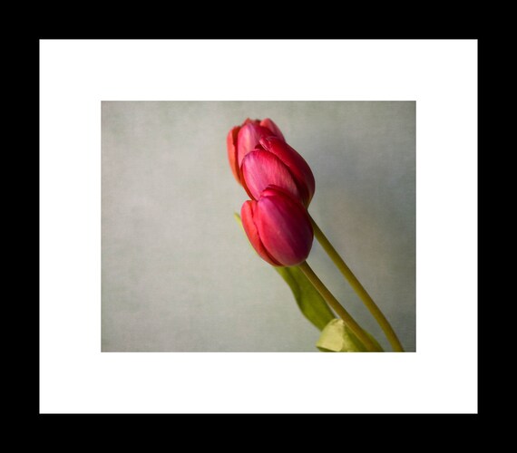 A photograph of two pink tulips in bloom, with a soft focus on the flowers and a light grey background.