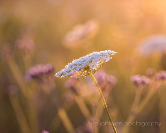A close-up photograph of a Queen Anne's Lace wildflower with a blurred background, featuring soft lighting and a luster finish.