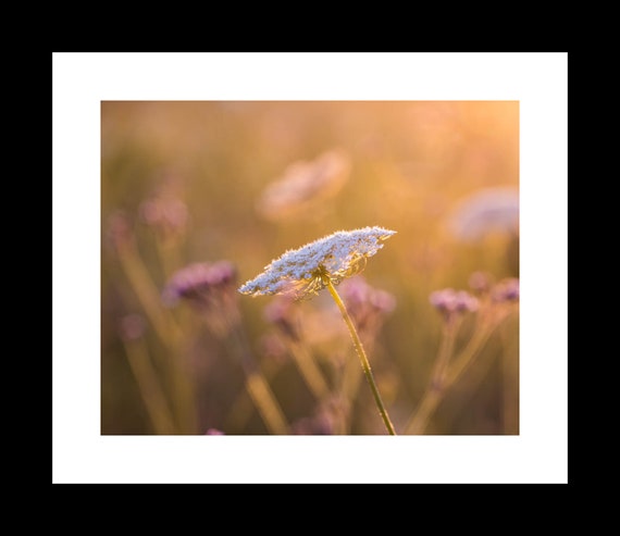 Photograph of Queen Anne’s Lace flowers by Erin Johnson, available as print or canvas, ideal for living rooms, bedrooms, offices, or meditation spaces