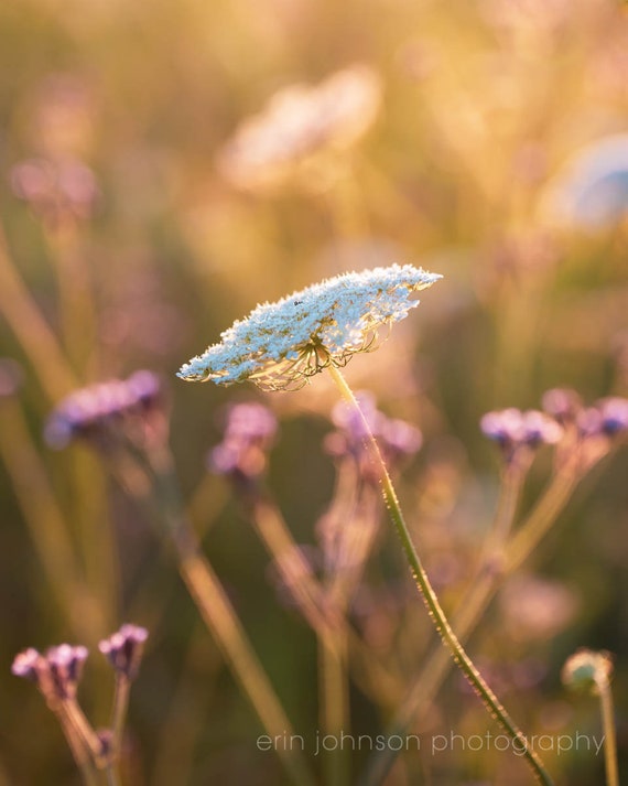 A close-up photograph of a Queen Anne's Lace wildflower with a blurred background.