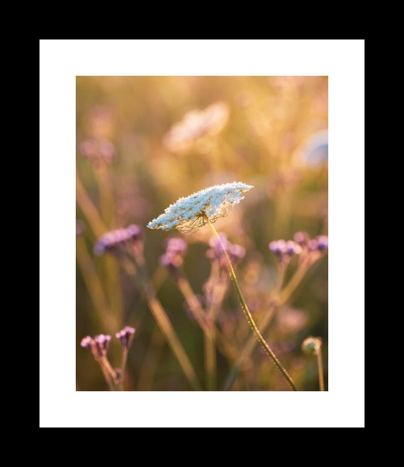 Wild Carrot | Unframed Floral Nature Photograph or Canvas Wall Art
