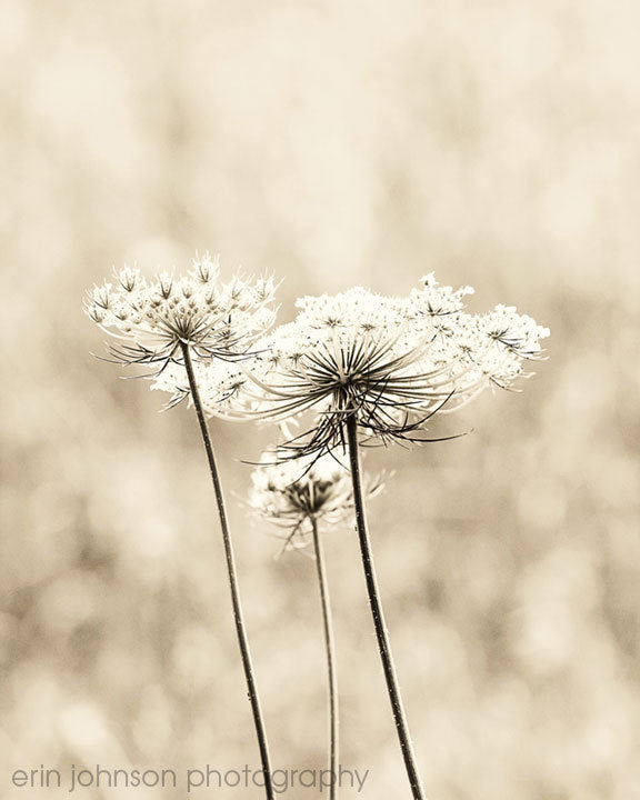 A photograph of Queen Anne's Lace with a sepia tone, showing the plant's flowers against a beige background.