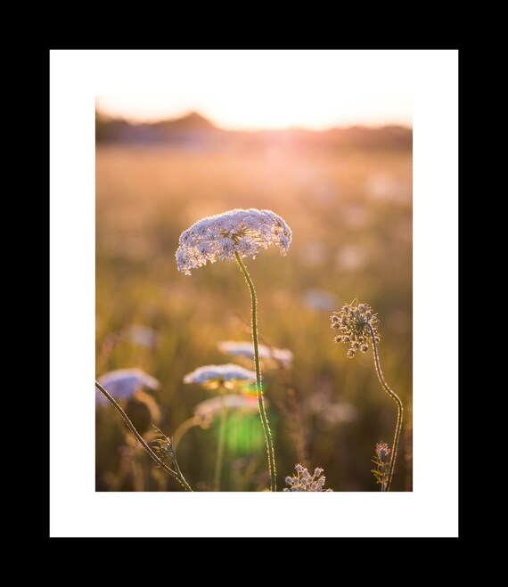 A close-up photograph of Queen Annes Lace wildflowers with a blurred background, captures the intricate details of the wildflower in a vertical format.