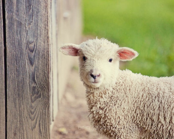 Photograph of a baby lamb standing next to a wooden fence