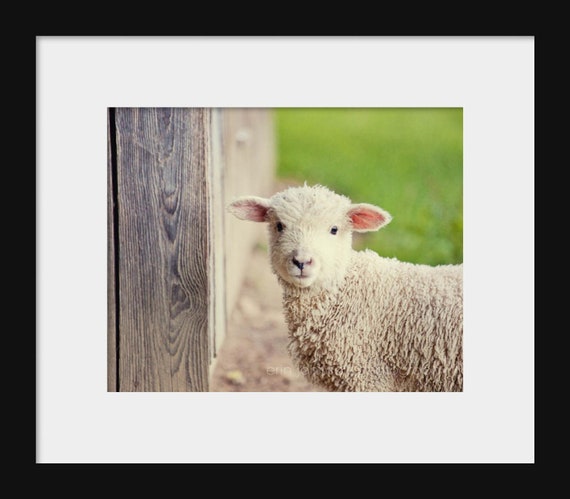 Photograph of a baby lamb standing next to a wooden fence