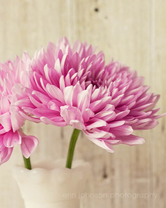 A large-format photograph of pink chrysanthemums, presented as a flower photography print with a rustic aesthetic.