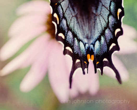 Close-up photograph of a butterfly's wing with a vibrant blue and black color palette, overlaid on a pink flower.