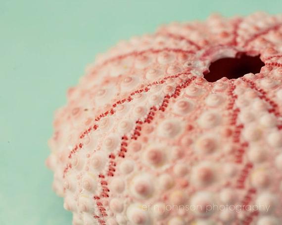 a sea urchin with a hole in the middle of it