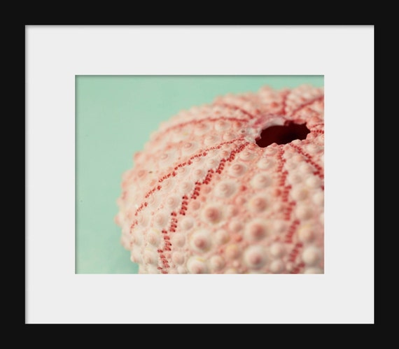Pink Urchin II | Beach Cottage Home Decor