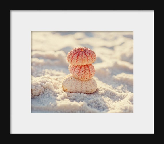 Three Sea Urchins | Beach Photography Print or Gallery Wrapped Canvas